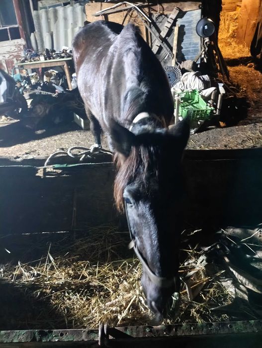 Vând cal  în vârstă de 14 ani cuminte merge singur la prășit