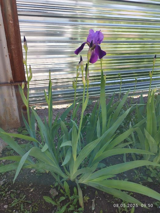 Ирисы сортовые, очень красивый цвет