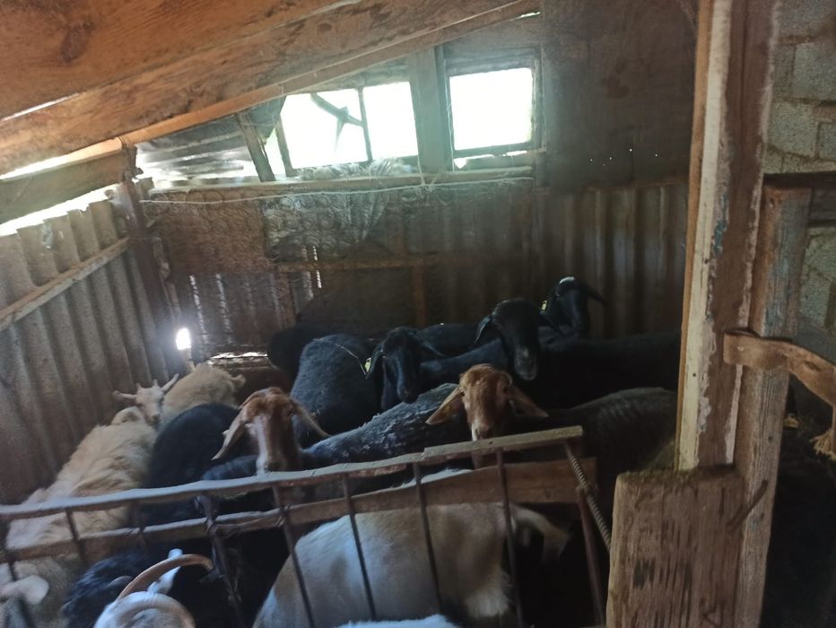 Ешкі қойлар сатылады