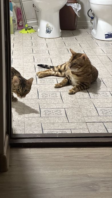 Бенгал мушуги сотилади