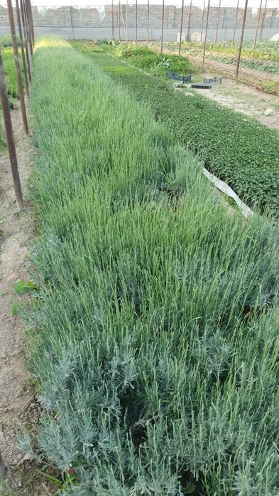 Лаванда оптом       .