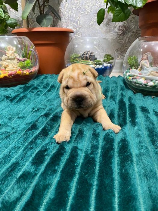 Очаровательные щенки шарпея.