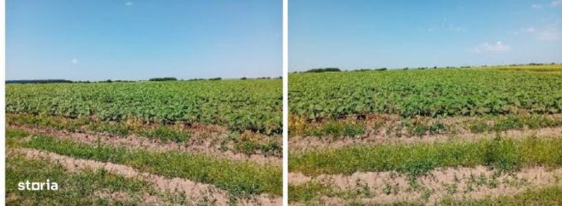 Teren extravilan Peris, ID: R3454860