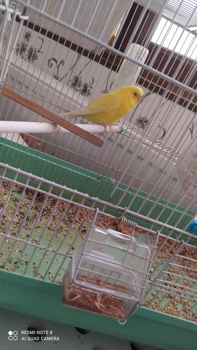 Попугай чех. Toti chex.