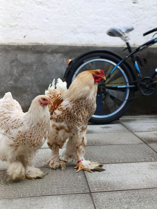 Beli zolota tuxumlari va jõjalari sotiladi