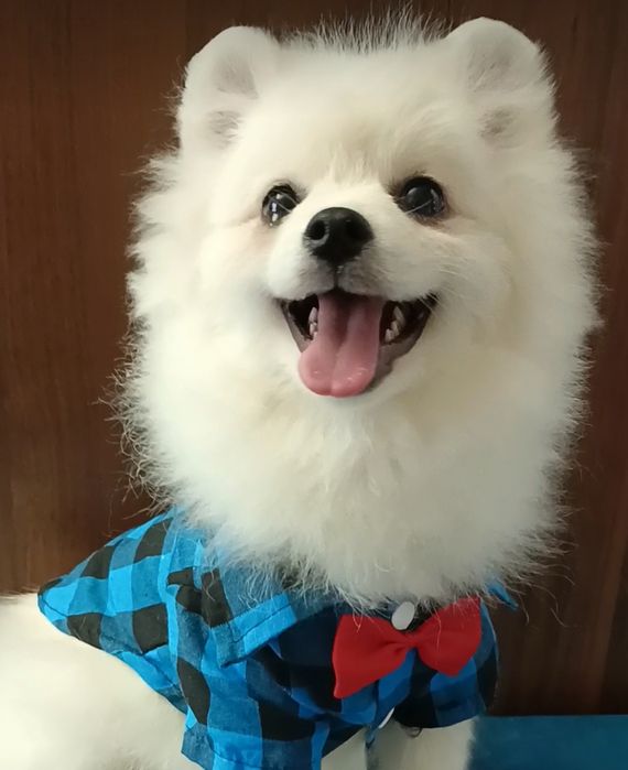 Померанский шпиц мини,щенки