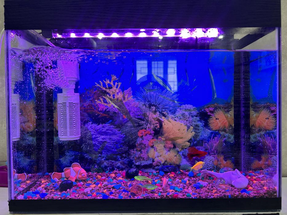 Акваруим 20л с рыбками