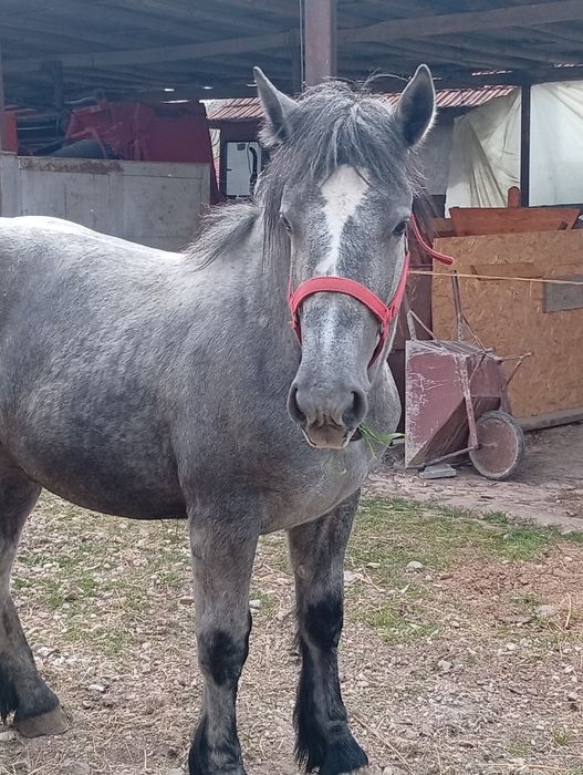 Mânz  sur de vânzare