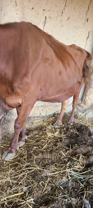 Mol sotiladi 9 oyliq tez dogadi