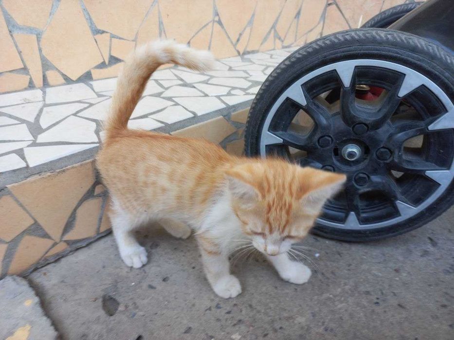 Мушук Котёнок 2 месячный добрые руки Активный здоровый и очень игривый