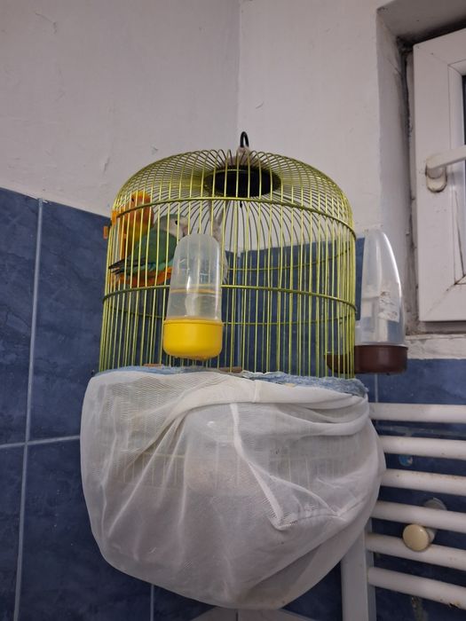 Vând papagali agapornis pereche preț 400 lei cu tot cu colivie plus mâncare