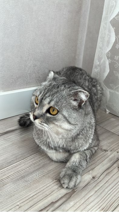 договоримся, ласковый кот