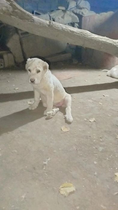 Buldozer urĝochi alabaylar sotiladi