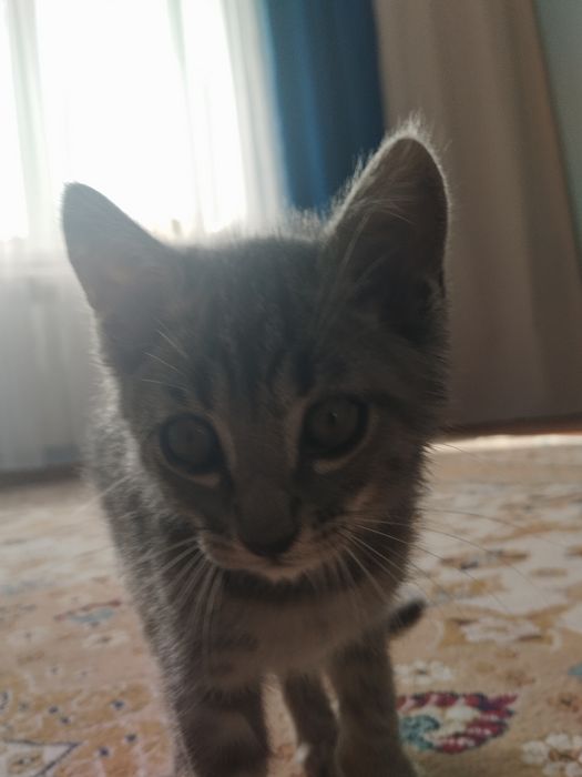 Отдам котенка даром