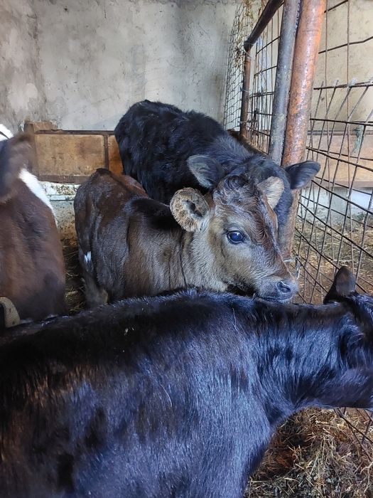 De vânzare 4 viței