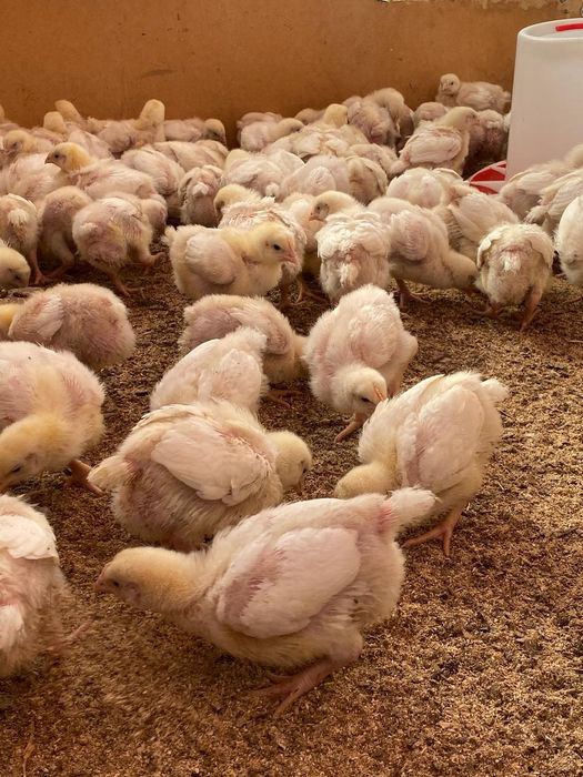 Бройлеры кооб 500