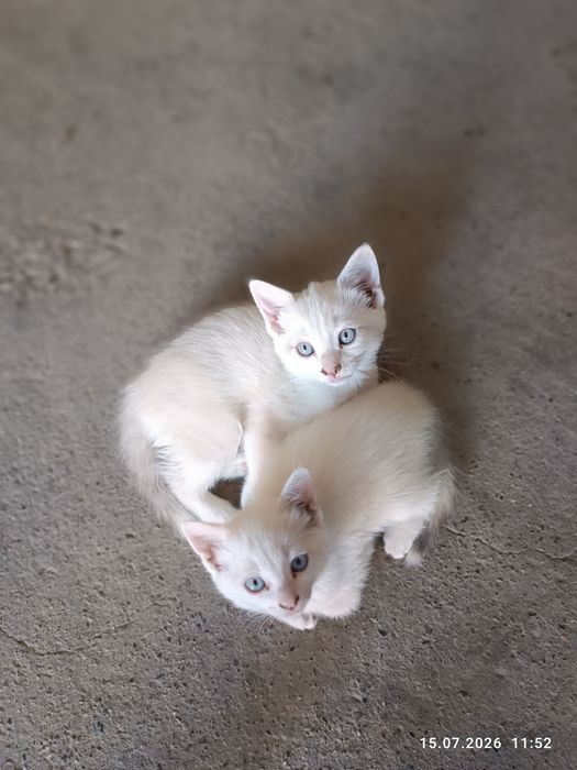 Котята домашние)