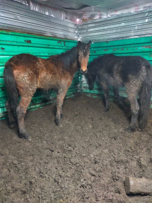 Откорм лошади жылқы семіз