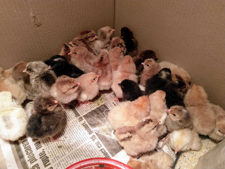 Pui de gaina romanesti de tara - 2-3 zile