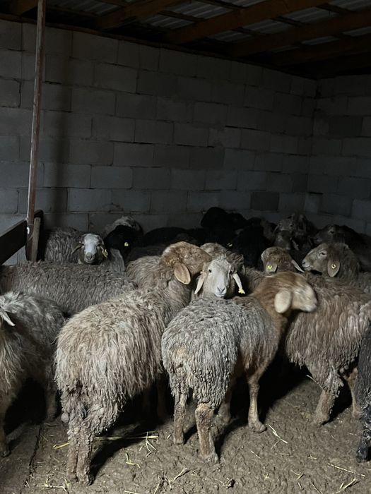 Қой тоқты сатылады