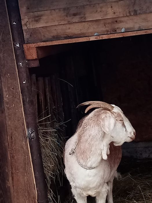 Capre metis aglonubian cu alpine