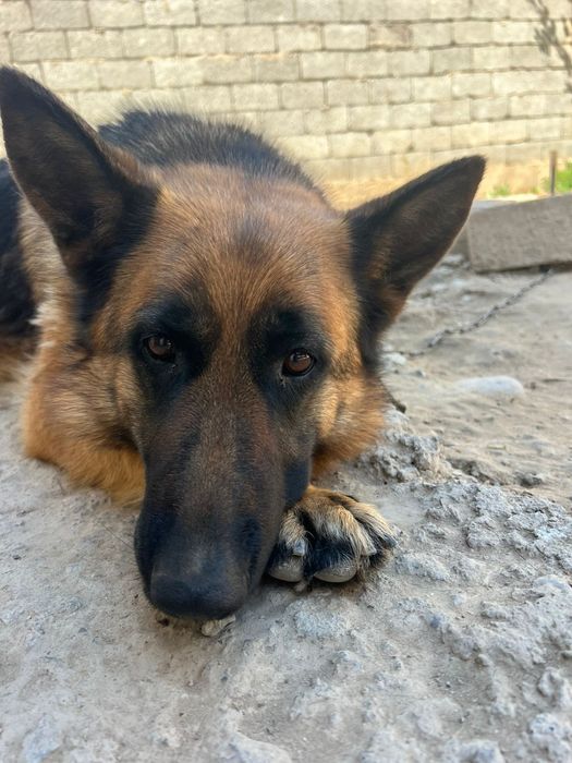 Немецкая авчарка