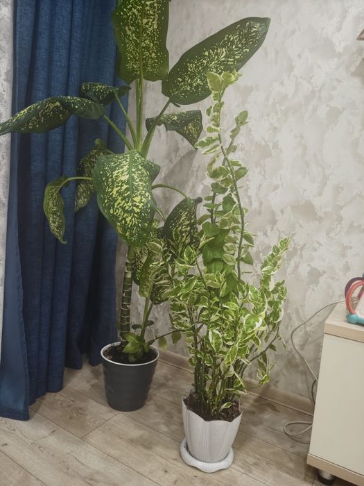 Продам большие напольные  диффенбахия Педилантус