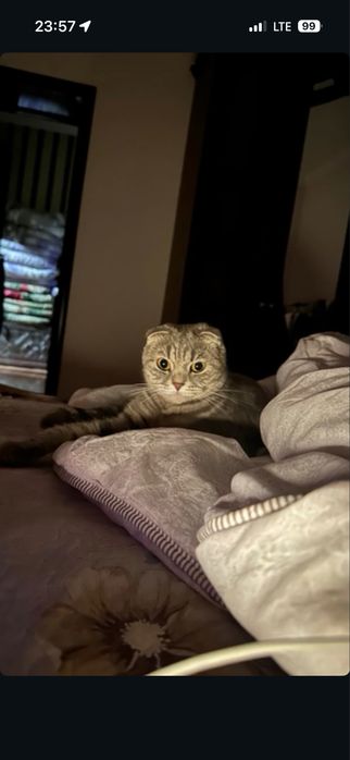 Шотландские кошки сатылады