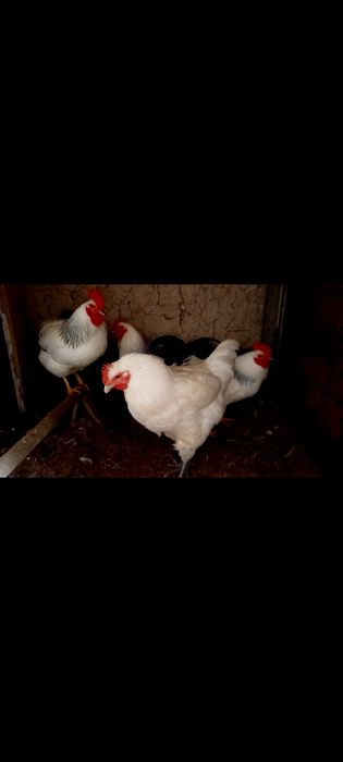 Шөжелер сатылады қораз