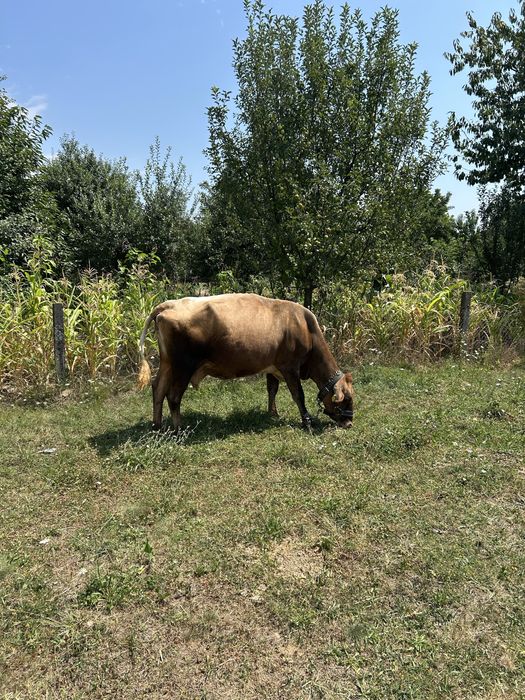 Vaca cu vitel !!