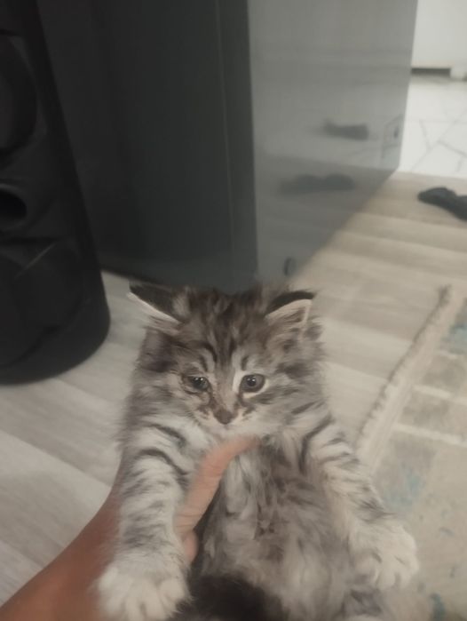 Продам    котёнок 3 шт
