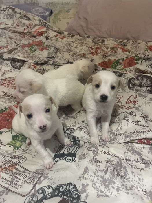 Продавам малко куче пинчер-женски при интерес на лично