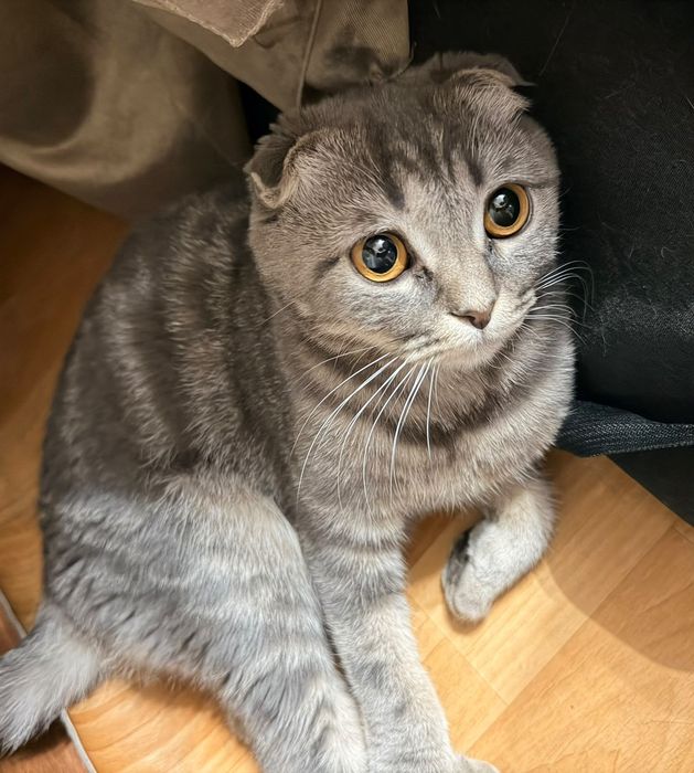 Кошка в хорошие руки