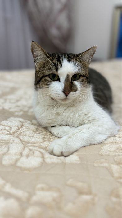 отдаю в добрые руки