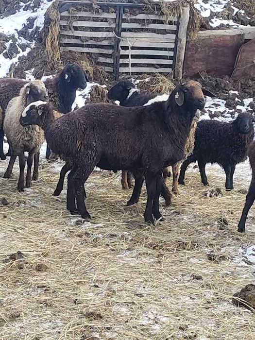 Продам гисарского  кошкара производителя