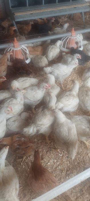 Pui de gaina si bibilici