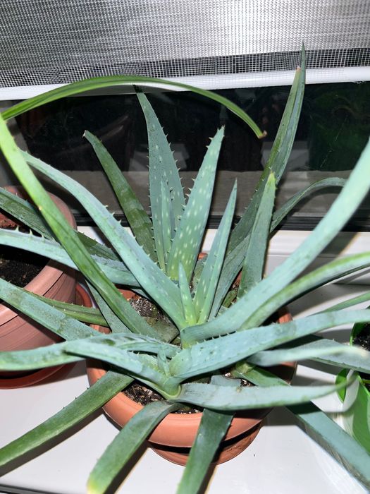 Үй гүлдері өте жақсы жағдайда