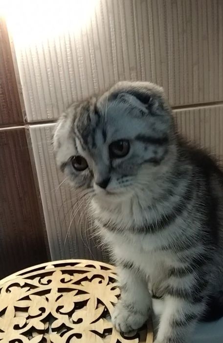 Девочка фолд. С документами.