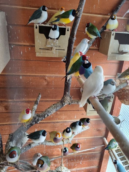 Pasari Gould Amandine