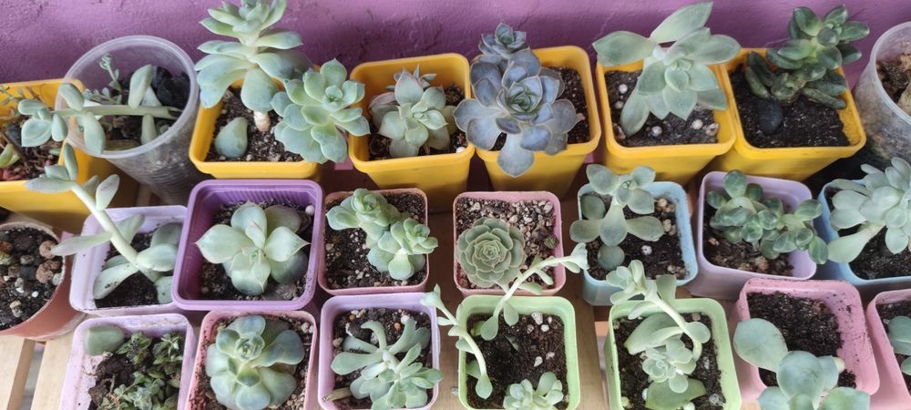 Суккуленты разные распродажа