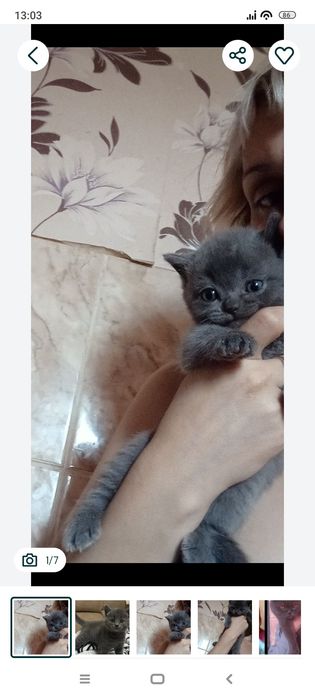 Страйт 1 месяц .  Приученны.