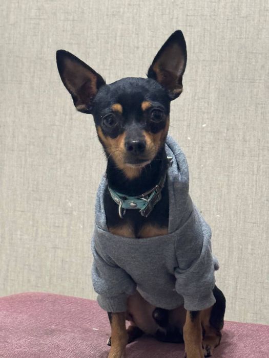 Продам мини тойтерьер мальчик