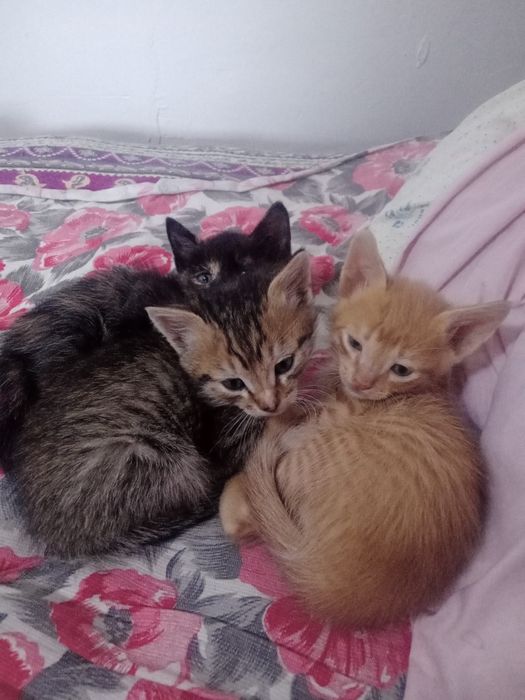 Котята бесплатно