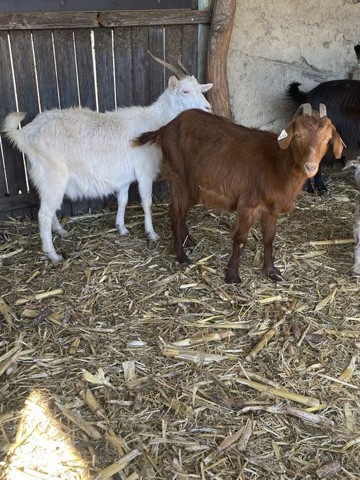De vanzare capre fatate cu iedul langa ele si gestante