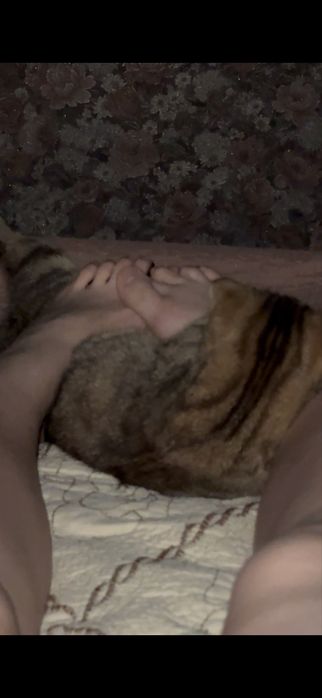 кошка выслоухая девочка