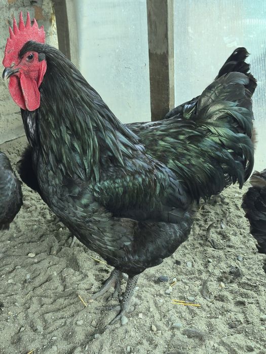 Oua incubator jersey giant