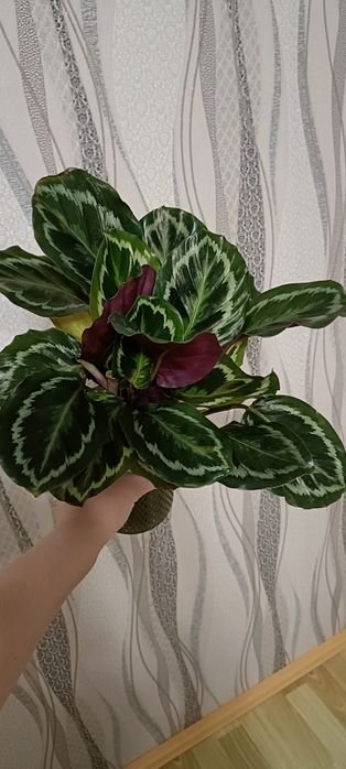 Калатея Медальон:7500 тенге