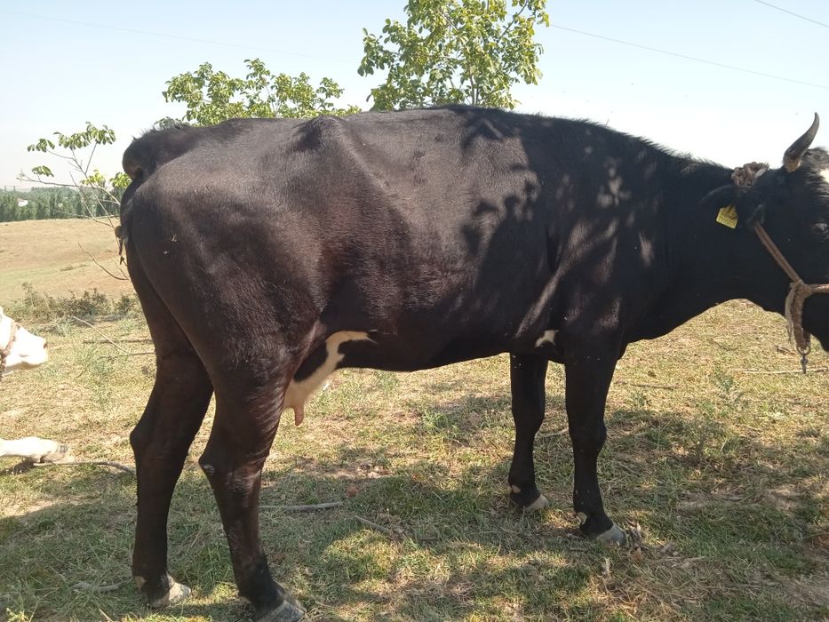 Екі бас сауын сиыр