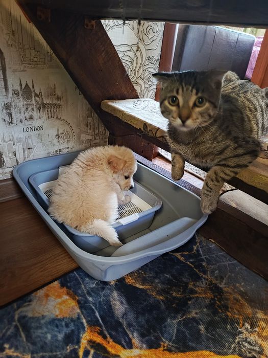 Отдам красивого щенка