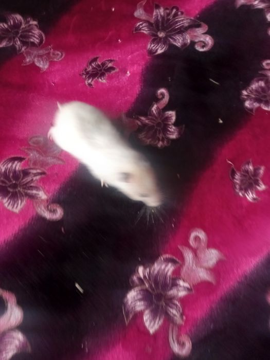 Uy sichqoncha sotiladi